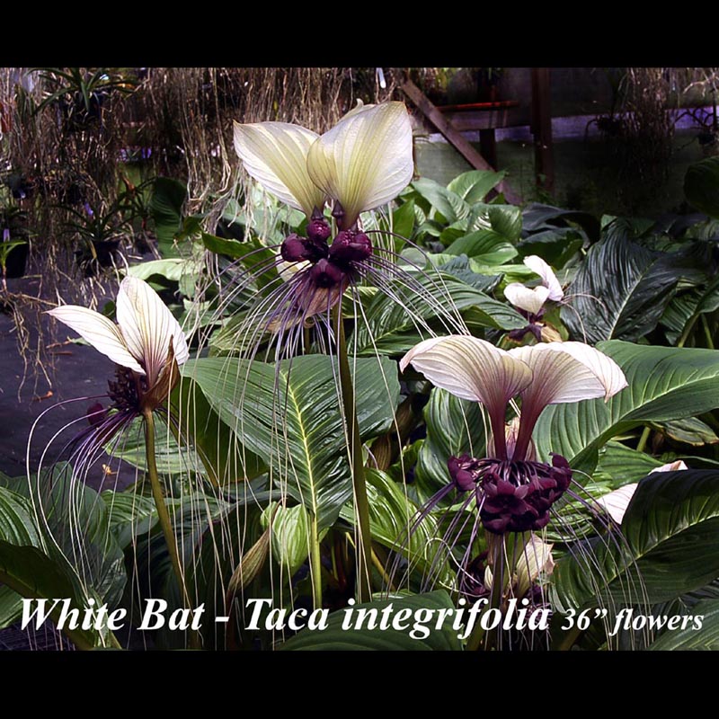 White Bat 3" pot Taca integrifolia